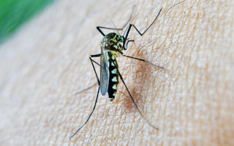 Mosquito Bites Care