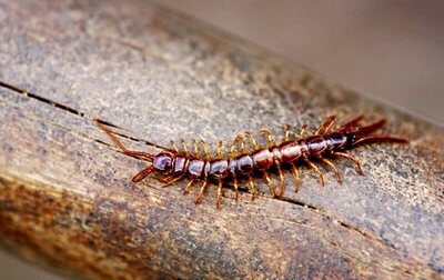 Top-Rated Centipede Pest Control in Fort Worth, TX. Saela