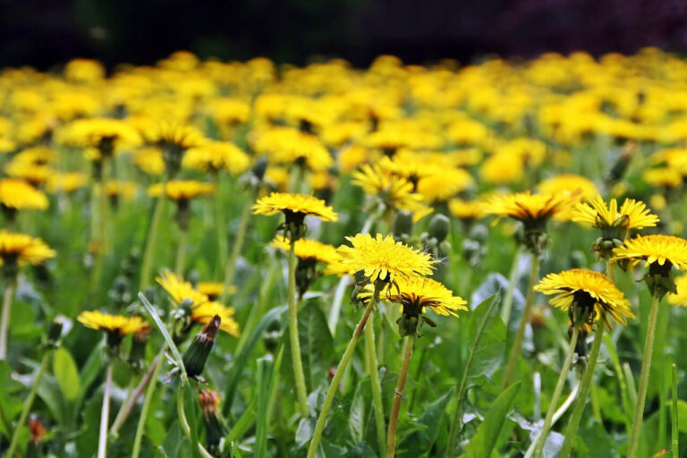Identifying Common Law Weeds