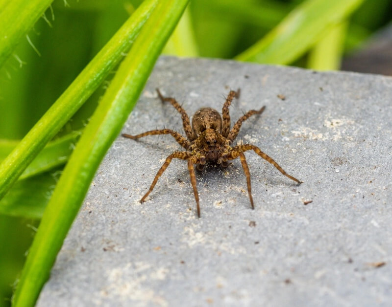 The Best Colorado Springs, CO Spider Removal Services. Saela