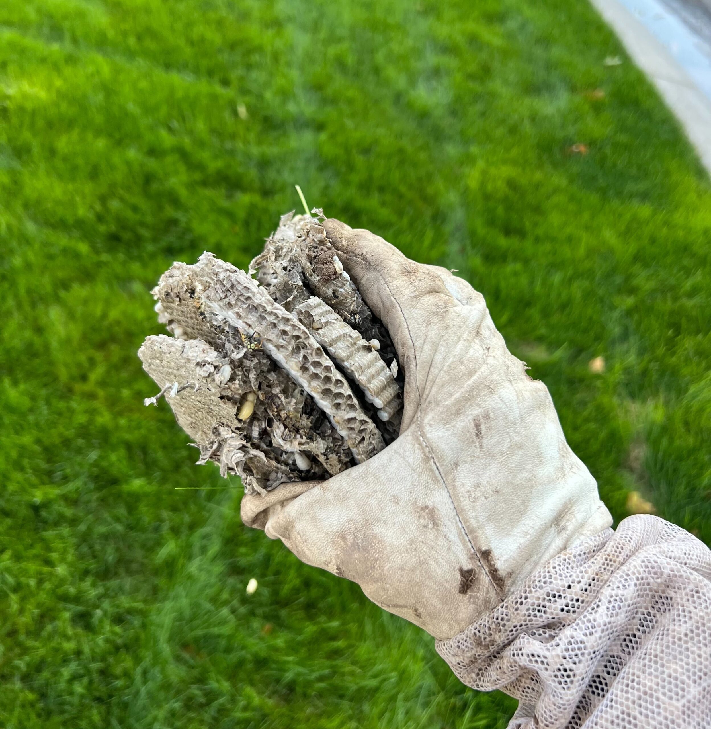 wasp nest removal