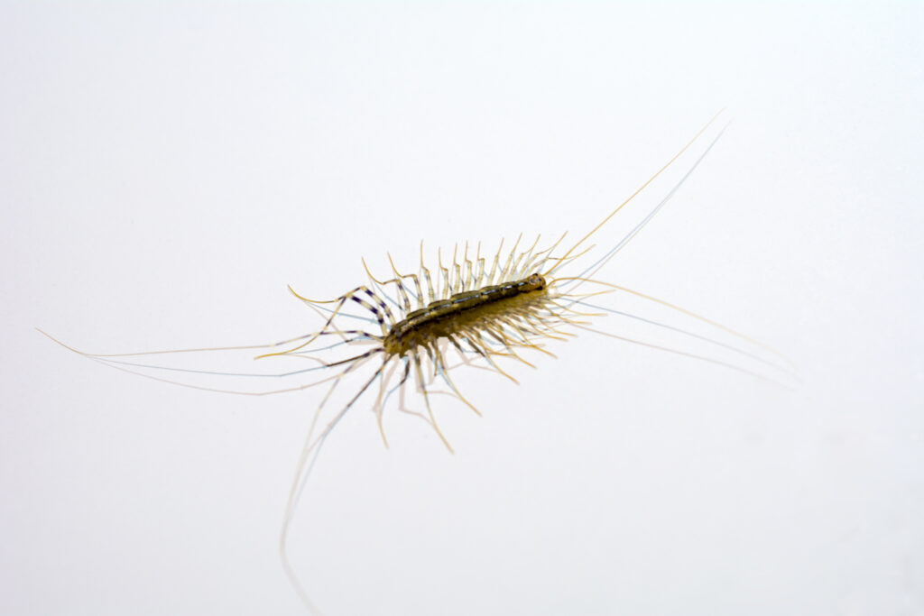 common fall pests - centipede