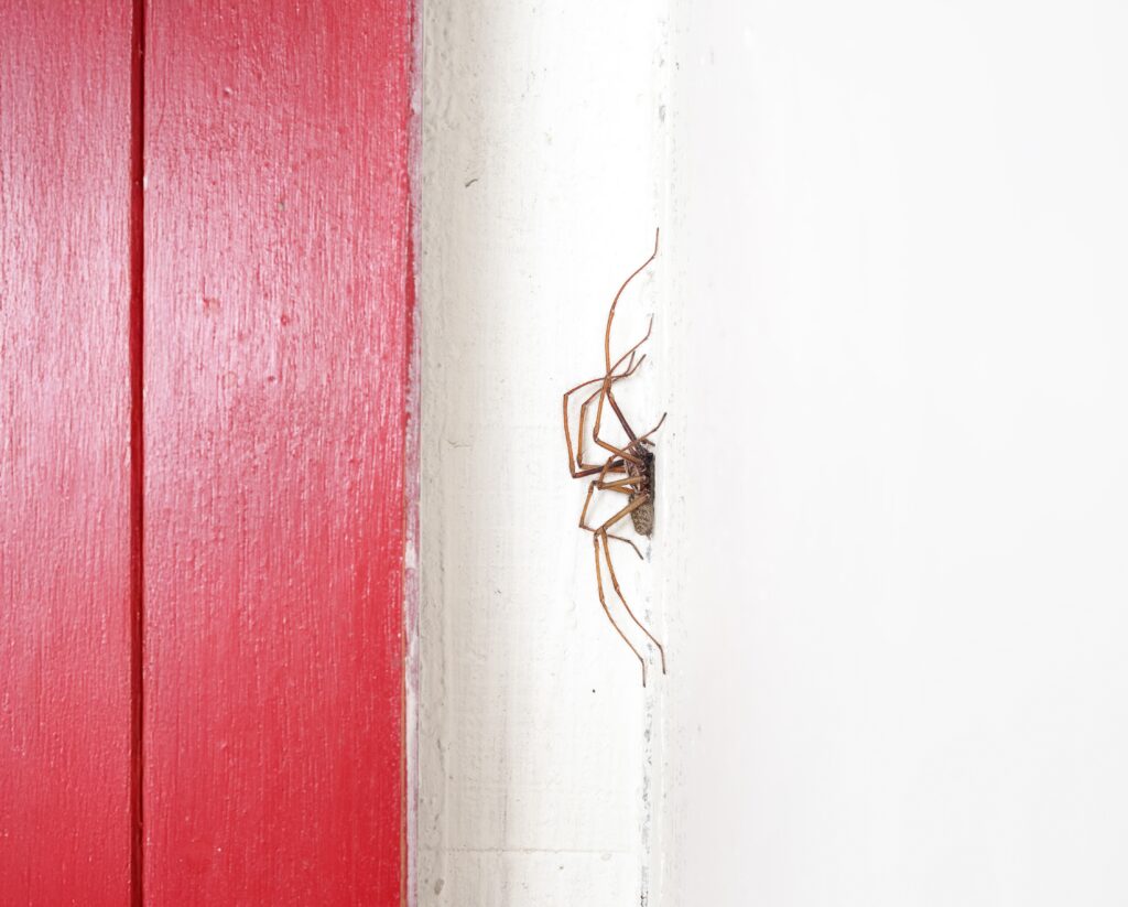 common fall pests - spider