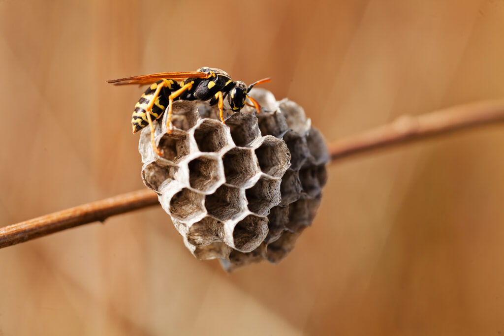 Late Summer Wasps & Yellowjackets: Why DIY Nest Removal Is Risky