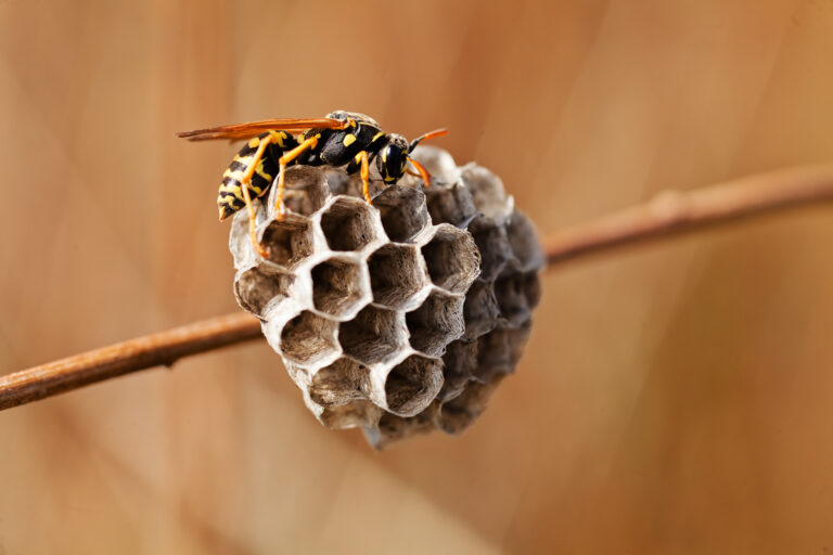 Late Summer Wasps & Yellowjackets: Why DIY Nest Removal Is Risky