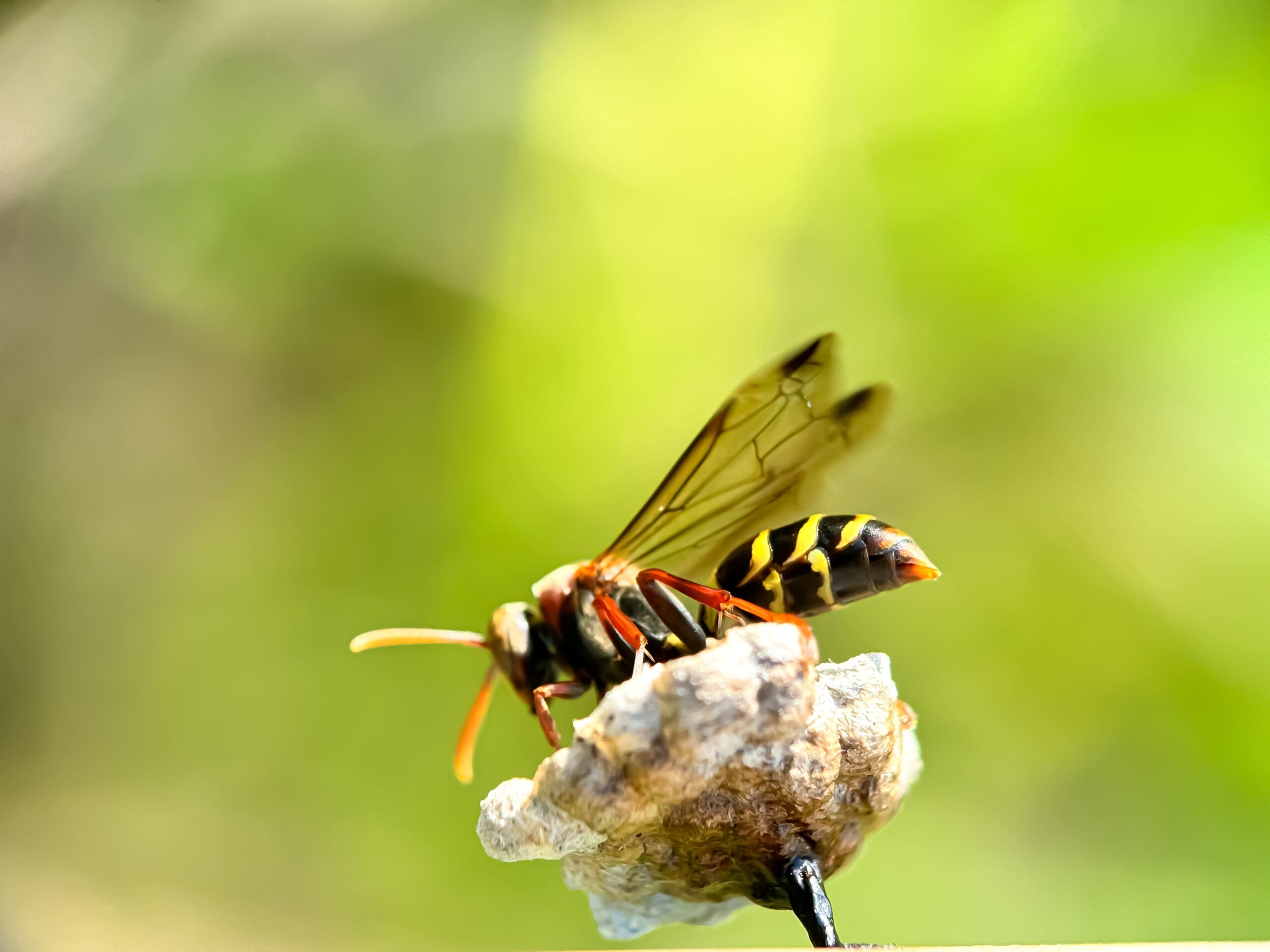 Cityscape near denver co where Saela provides Wasp control services